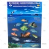 DESPLEGABLE PECES MEDITERRAN. CASTELLANO