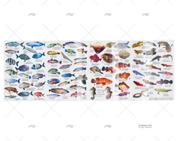 DESPLEGABLE PECES MEDITERRANEO INGLES