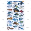 TABLILLA PECES MEDITERRANEO CASTELLANO