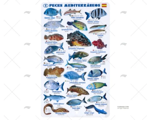 TABLILLA PECES MEDITERRANEO CASTELLANO