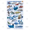TABLILLA PECES MEDITERRANEO CASTELLANO