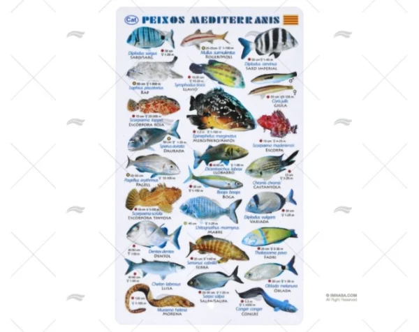 TABLILLA PECES MEDITERRANEO CATALAN