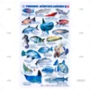 TABLILLA PECES MEDITERRANEO FRANCES