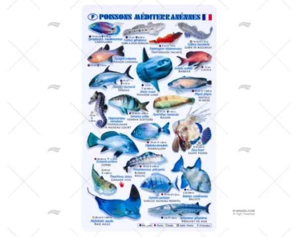 TABLILLA PECES MEDITERRANEO FRANCES