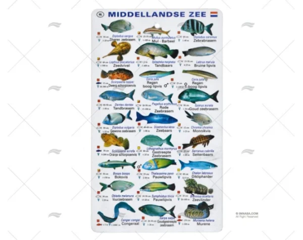 TABLILLA PECES MEDITERRANEO HOLANDES
