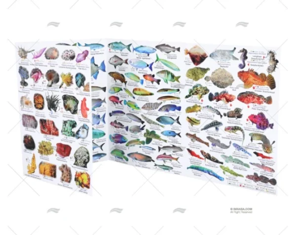 DESPLEGABLE PECES MEDITERRANEO ALEMAN