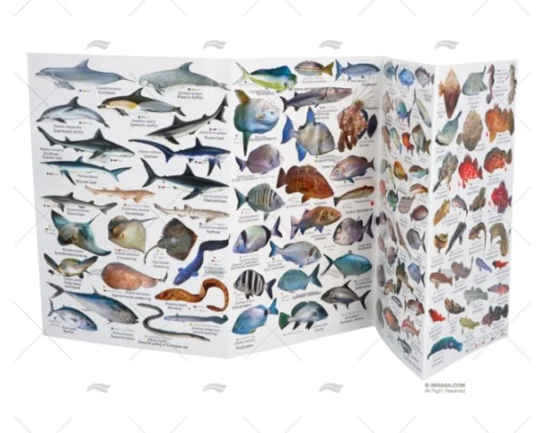 DESPLEGABLE PECES MEDITERRANEO HOLANDES