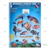 DESPLEGABLE PECES MEDITERRANEO HOLANDES