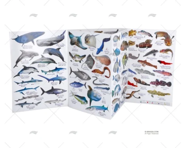 TABLILLA PECES MEDITERRANEO ALEMAN